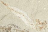 Large, Cretaceous Fossil Shrimp & Fish - Hjoula, Lebanon #201360-2